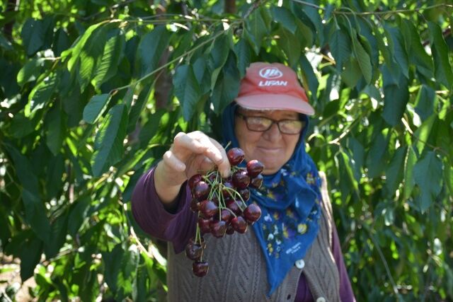 Malıç kirazı dünya markası oldu