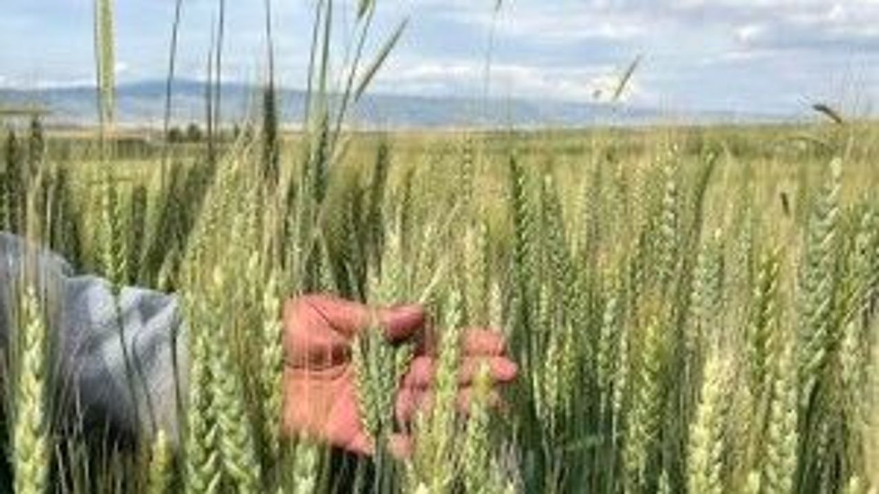 Eskişehirli çiftçiler pas hastalığından endişeli