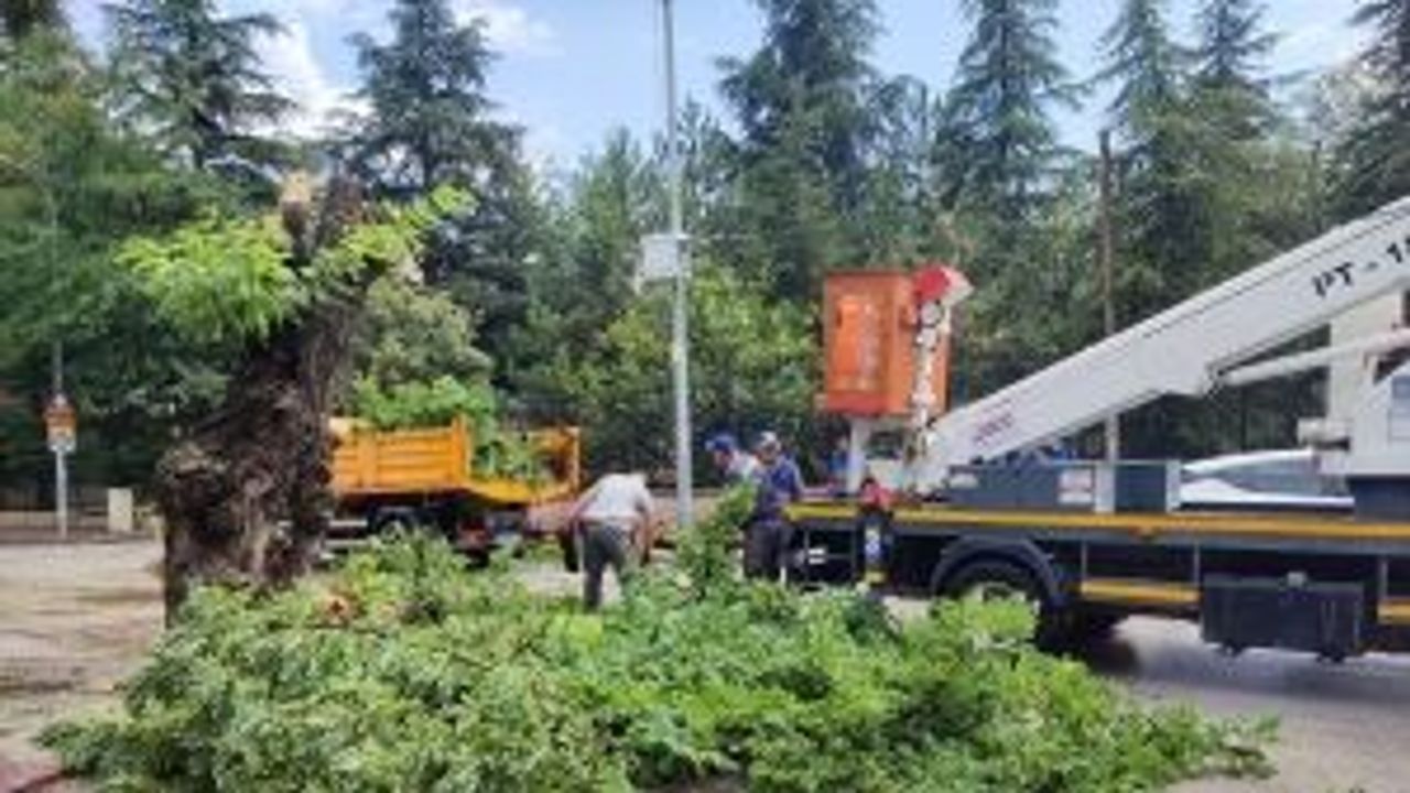 Odunpazarı'nda ağaç devrildi! Faciadan dönüldü