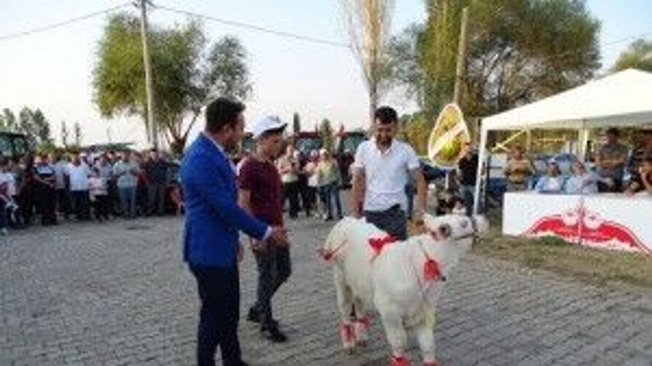 Kütahya'da buzağılar birbirleriyle yarıştı