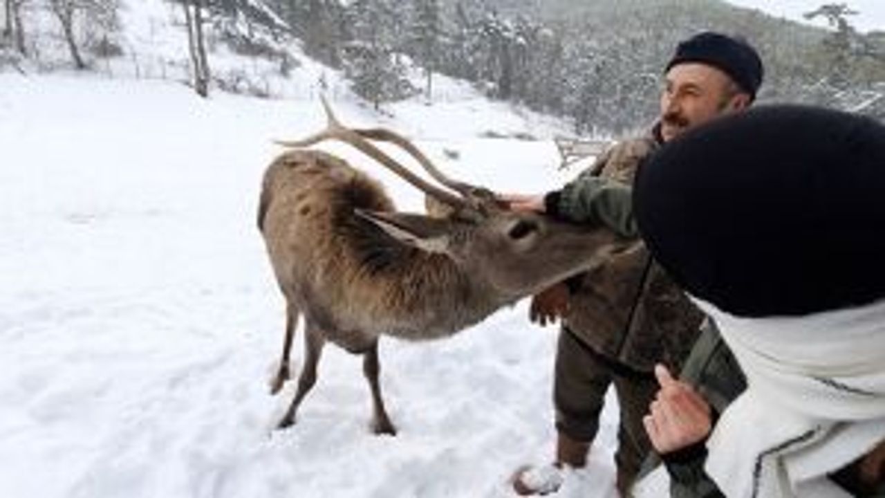Eskişehir'de kızıl geyik turizmi