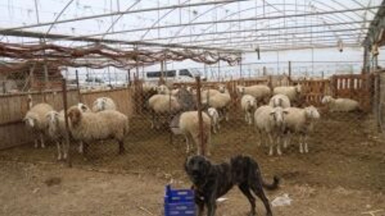 Hem ağıl hem sera... Eskişehirli üreticilerden kârlı çözüm