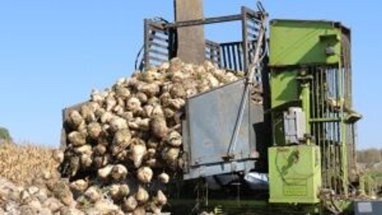 Eskişehir'de pancar üretiminde son durum... 'Düşmeye devam ediyor'