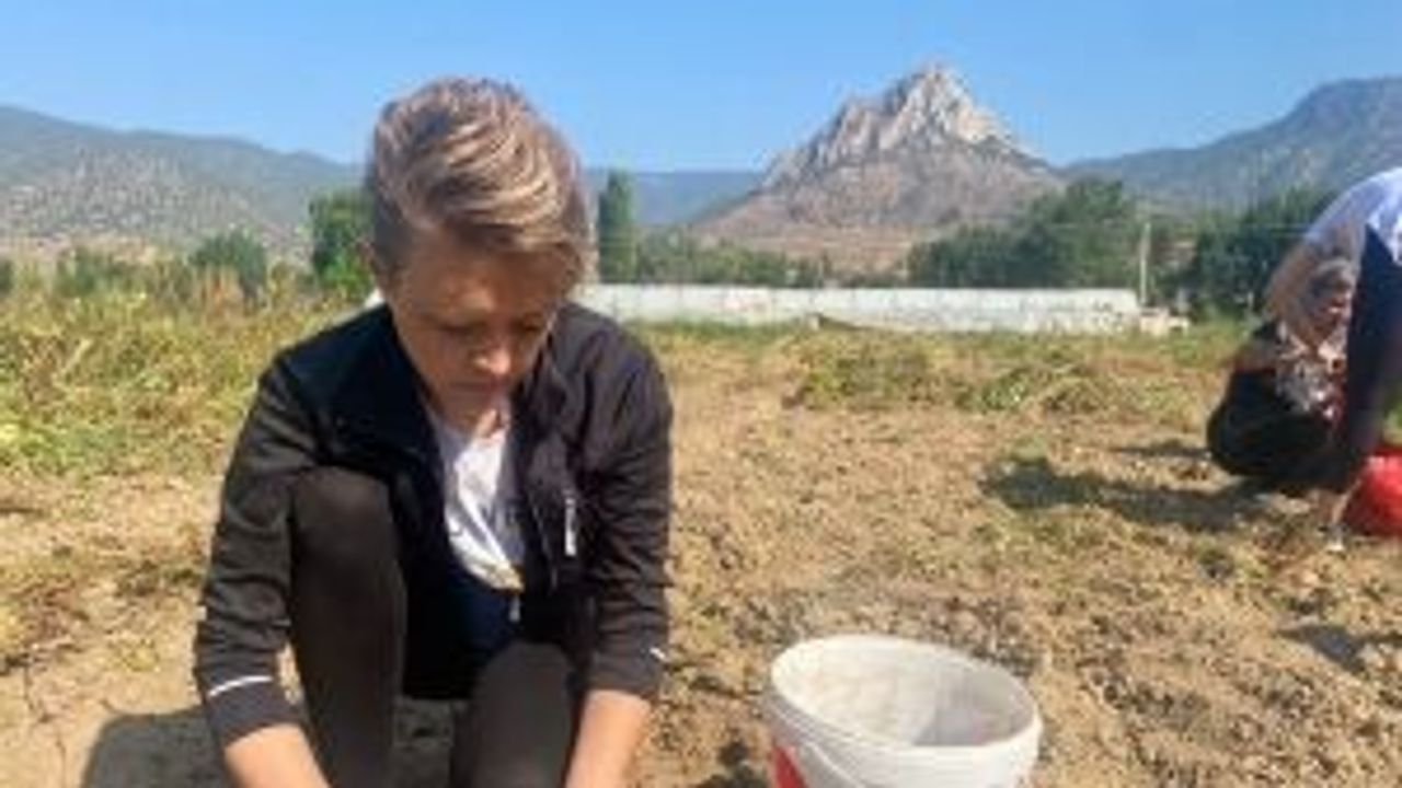 Eskişehir'de kadınlar mor patatesle güçleniyor