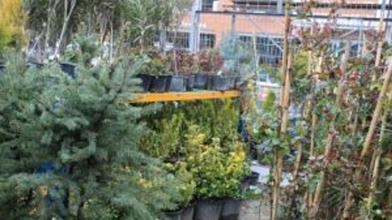 Kısıtlamalar onlara talebi artırdı