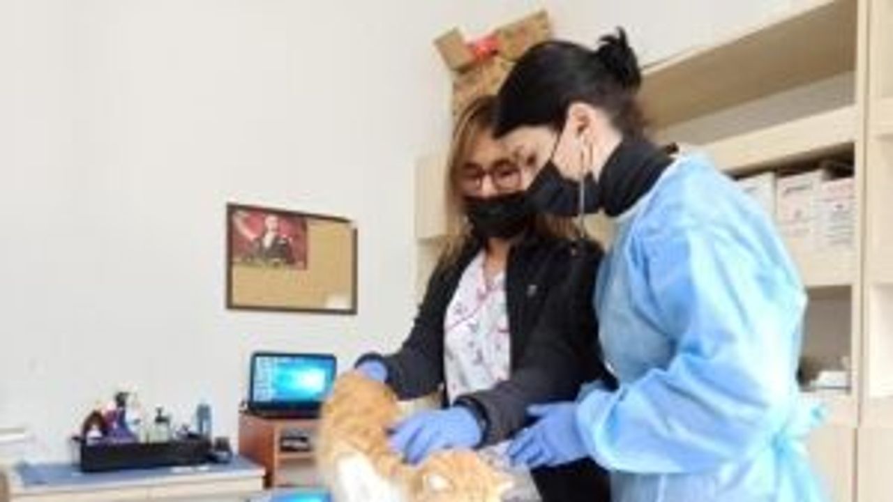 Eskişehir'de ölümcül salgın sürüyor... Kedi virüsü nasıl anlaşılır?