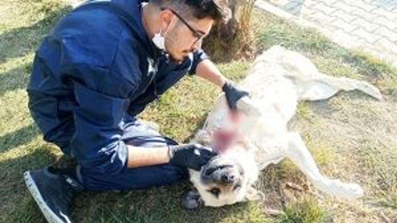 Sokak ortasında ameliyat etti!