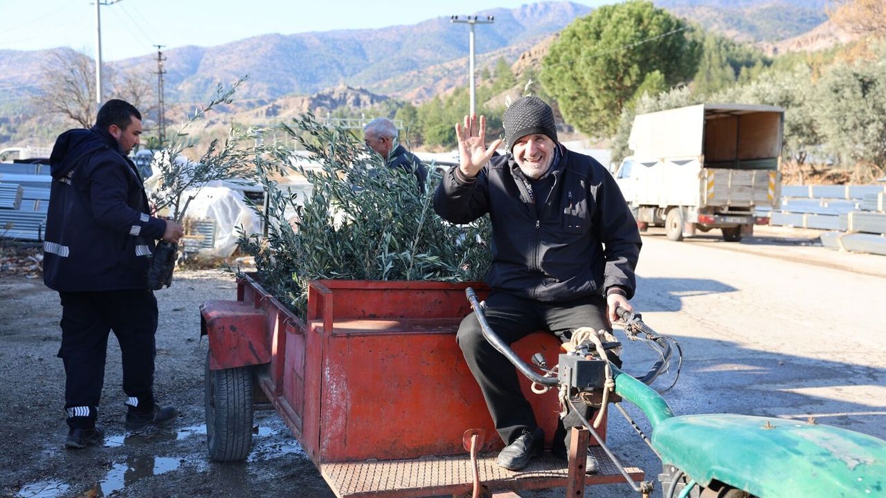 Üreticilere zeytin fidanı dağıtılacak