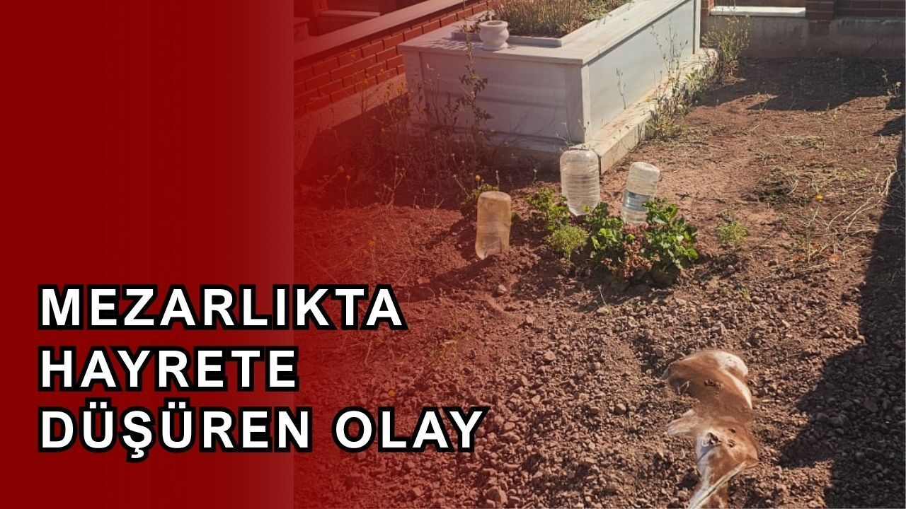 Babalarının mezarını görünce dehşete düştüler