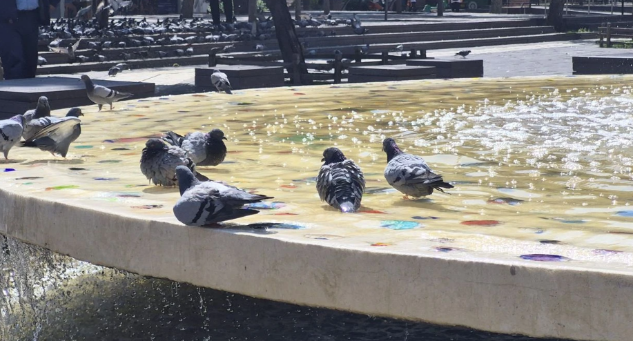 Eskişehir'de Sıcak Hava Kuşları Süs Havuzuna İtti