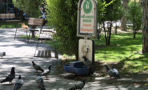 Eskişehir’de Güvercinler Köpekler İçin Konulan Sudan İçti