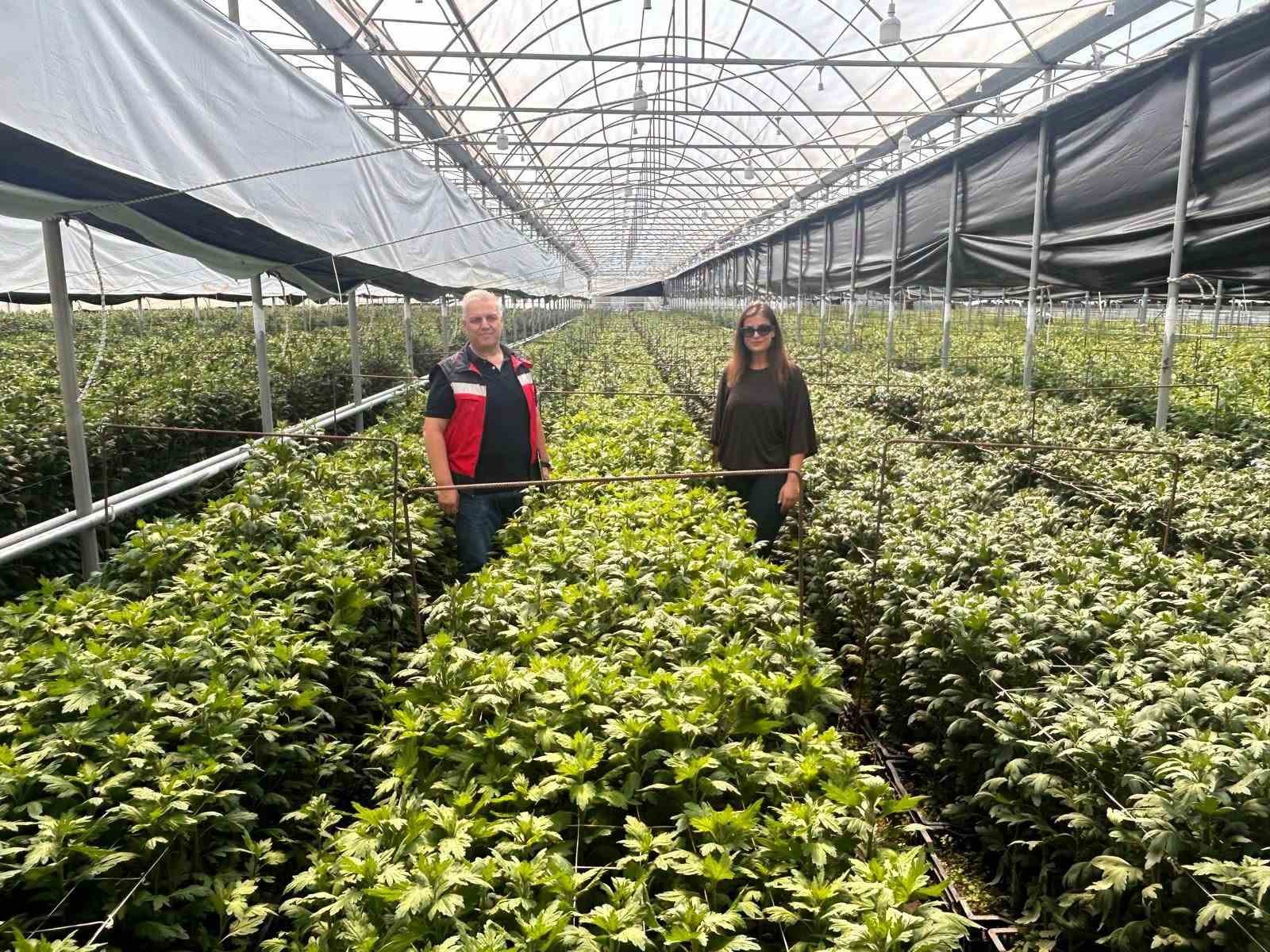 Simav’da kesme çiçek üreticilerine İBS ziyareti