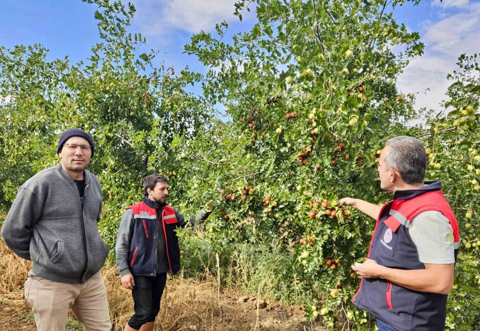 Başmakçı’da hünnap üretimi tarımsal çeşitliliğe katkı sağlıyor