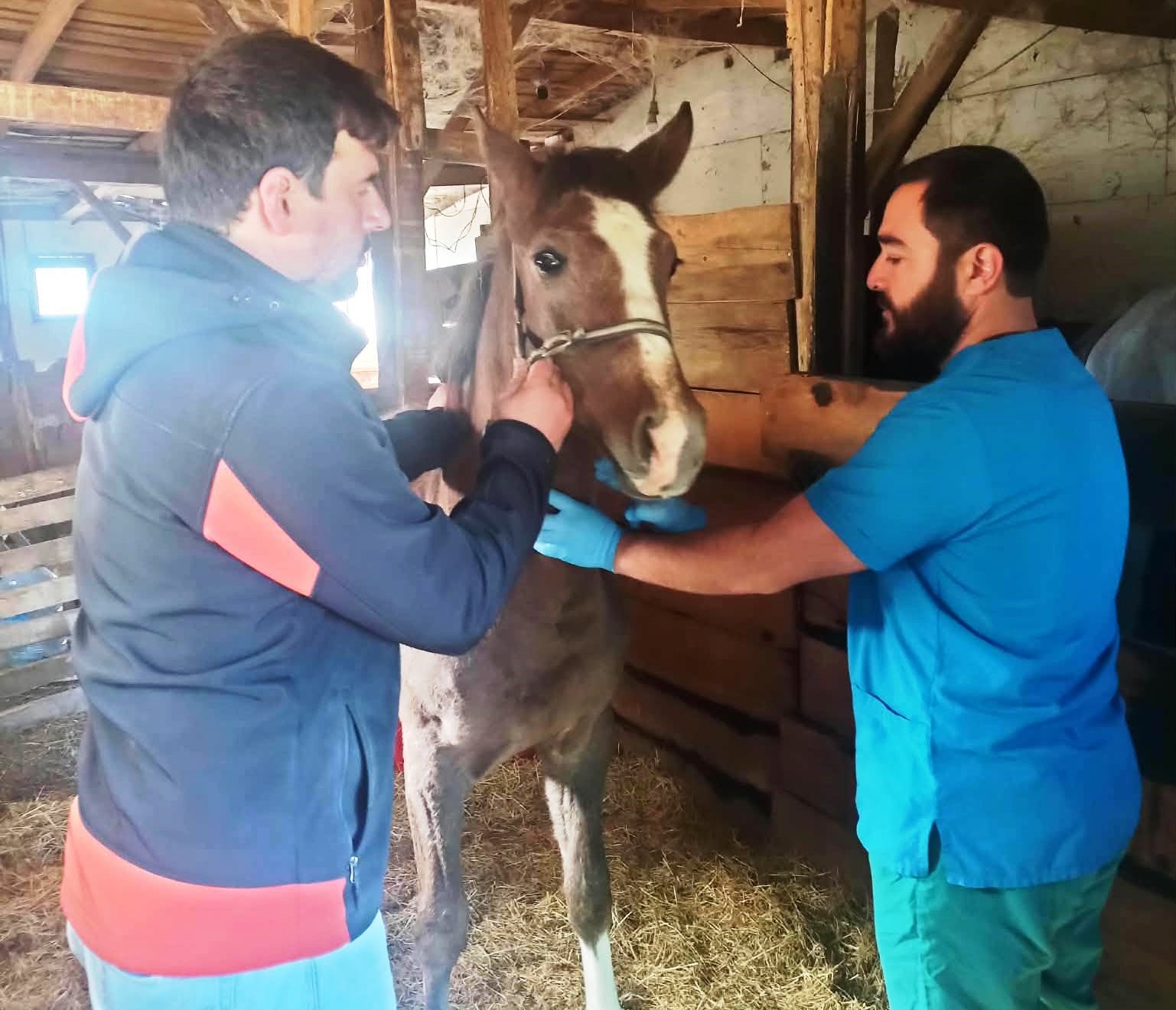 Kütahya’da Safkan Arap Taylarının tescil işlemleri yapıldı