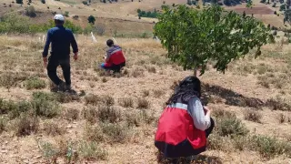 Hisarcık Karbasan köyünde organik adaçayı üretim alanları denetlendi