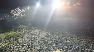 Bilecik’te otomobilin çarptığı domuzlar telef oldu
