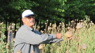 Üreticilerden haşhaş tohumu alımı yapılacak
