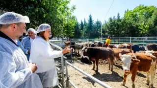Belediye vatandaşın ucuz et ihtiyacını karşılamak için besi çiftliği kurdu