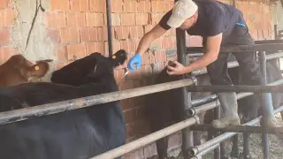Aslanapa’da büyükbaş hayvanlara şap aşısı uygulanıyor