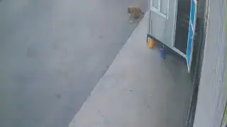 Görenlerin içini sızlatan görüntü