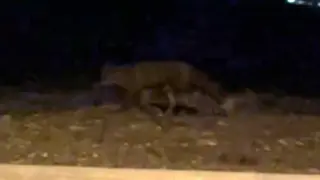 Eskişehir’de gece saatlerinde sokakta görülen tilki kamerada