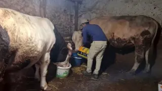 Eskişehir’in dev danaları Guinness Rekorlar Kitabı’na girmeyi bekliyor