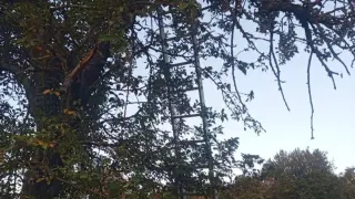 Bilecik’te ağaçtan düşen adam hayatını kaybetti