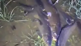 Kütahya’da balık ölümlerine neden olan işletmeye 840 bin TL ceza