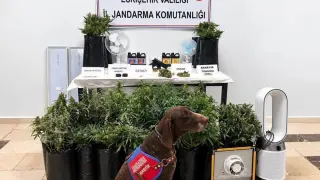 Eskişehir’de 21 poşet kenevir ve çok sayıda uyuşturucu madde jandarma tarafından ele geçirildi