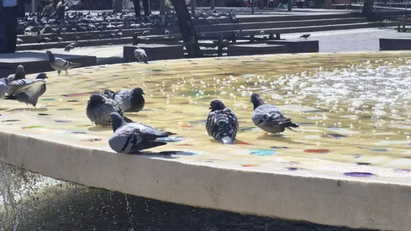 Eskişehir'de Sıcak Hava Kuşları Süs Havuzuna İtti