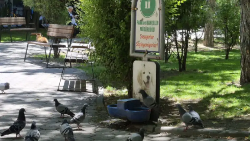 Eskişehir’de Güvercinler Köpekler İçin Konulan Sudan İçti