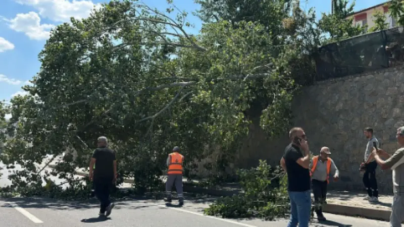 Eskişehir’de Devrilen Ağaç Trafiği Aksattı
