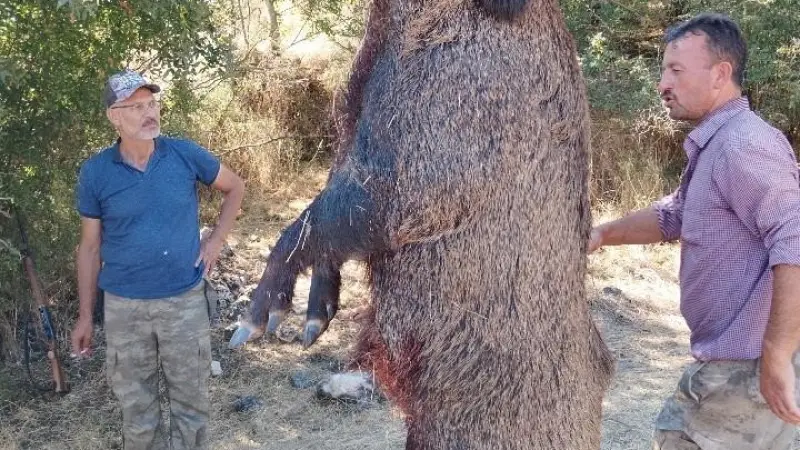 285 kiloluk dev domuz görenleri hayrete düşürdü