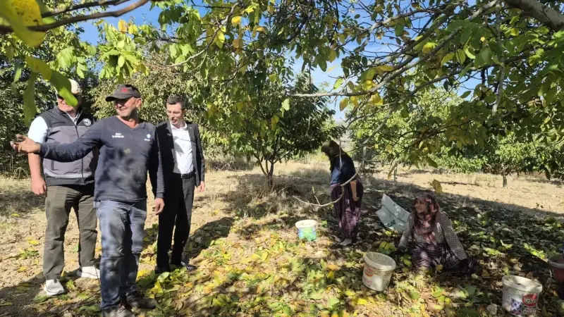 Bilecik’te ceviz hasadı heyecanı