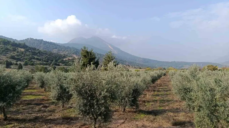Eskişehir’in mikroklima havzasında zeytin bereketi