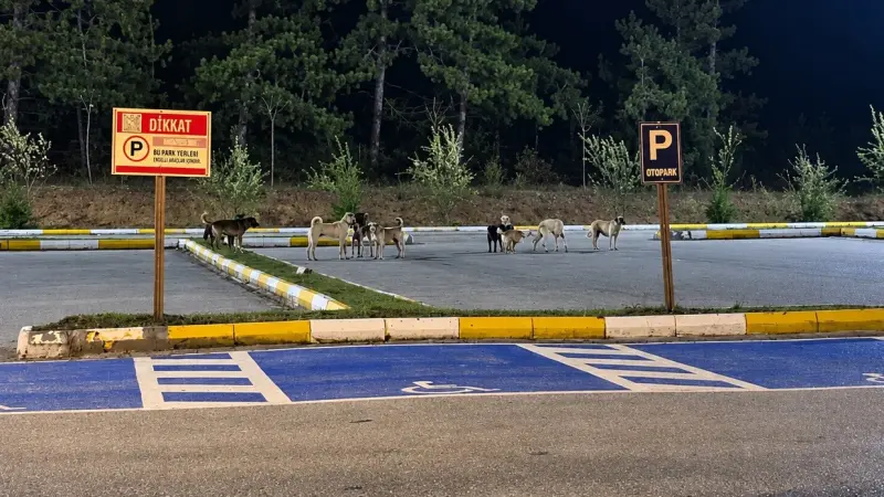 Pelitözü Gölpark’ta köpek yoğunluğu vatandaşları tedirgin ediyor